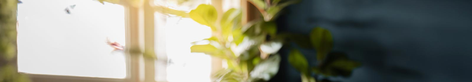 a plant sitting near a sunlit window