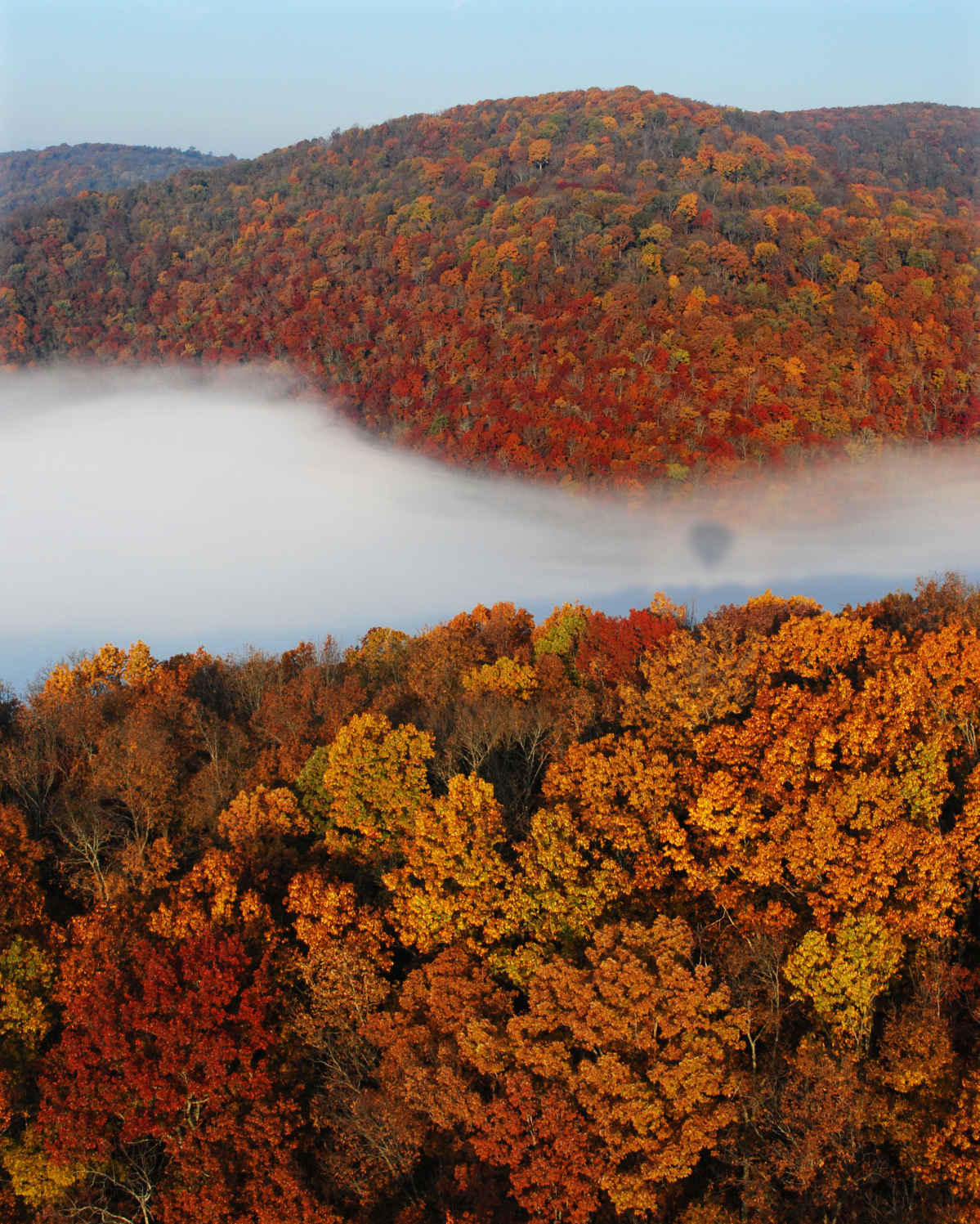 Large hillside covered with trees with fall colored leaves